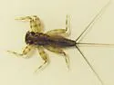 Stenacron gildersleevei