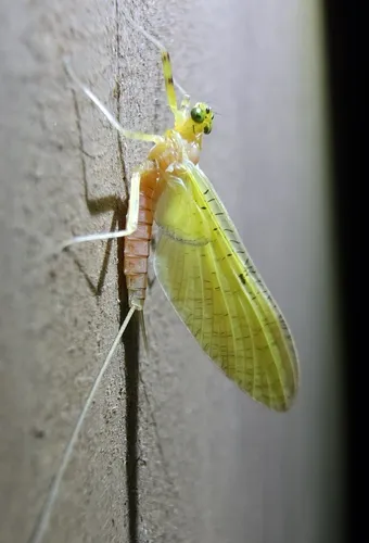 Stenacron interpunctatum - photo 2