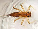 Stenacron pallidum