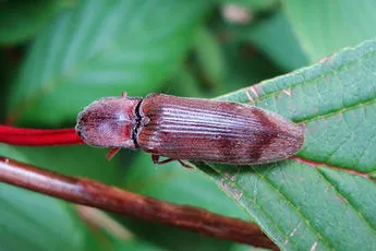 Stenagostus rhombeus - Stenagostus rhombeus