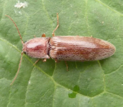 Stenagostus rhombeus - photo 2