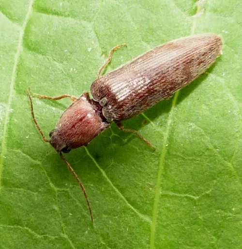 Stenagostus rhombeus - photo 3