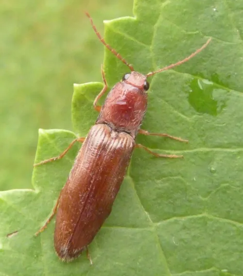 Stenagostus rhombeus - photo 4