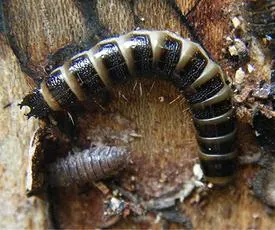 Stenagostus rhombeus - photo 5