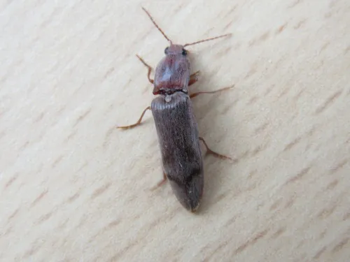 Stenagostus rhombeus - photo 6