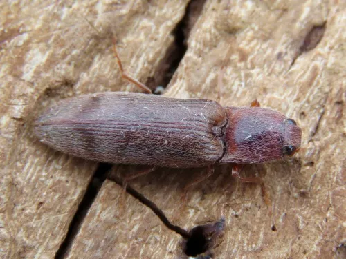 Stenagostus rhombeus - photo 7