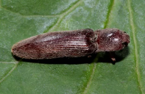 Stenagostus rhombeus - photo 8