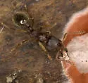 Stenamma brevicorne