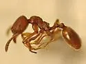 Stenamma californicum