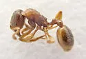 Stenamma chiricahua