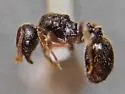 Stenamma huachucanum