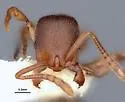 Stenamma punctatoventre