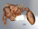 Stenamma punctatoventre - photo 2