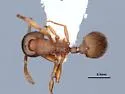 Stenamma punctatoventre - photo 3