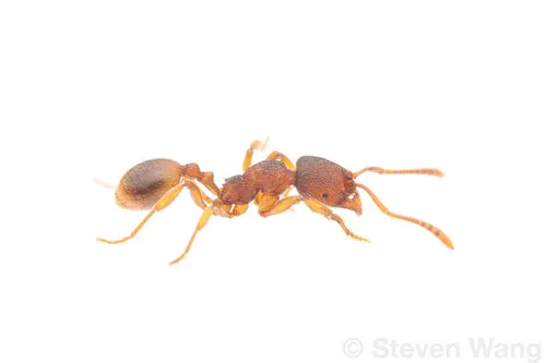 Stenamma schmittii