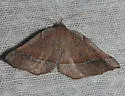 Stenaspilatodes antidiscaria - Hodges#6746