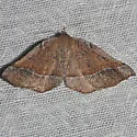 Stenaspilatodes antidiscaria - Hodges#6746 - photo 2