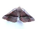 Stenaspilatodes antidiscaria - Hodges#6746 - photo 4