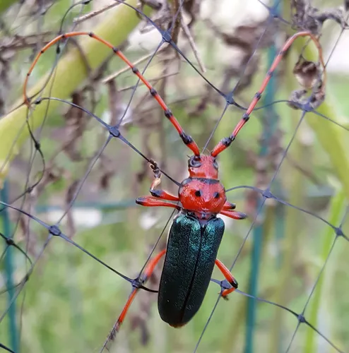Stenaspis verticalis - photo 3