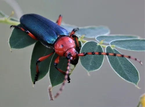 Stenaspis verticalis - photo 4