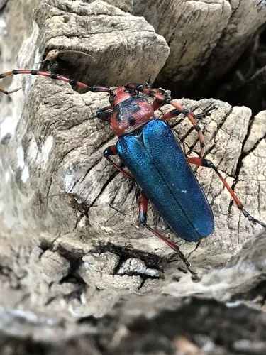 Stenaspis verticalis - photo 8