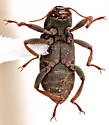 Stenelmis beameri - photo 2