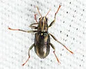Stenelmis bicarinata