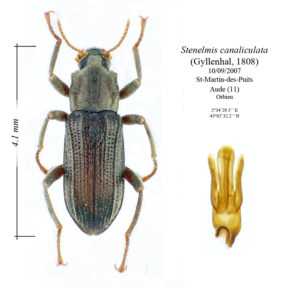Stenelmis canaliculata - photo 2