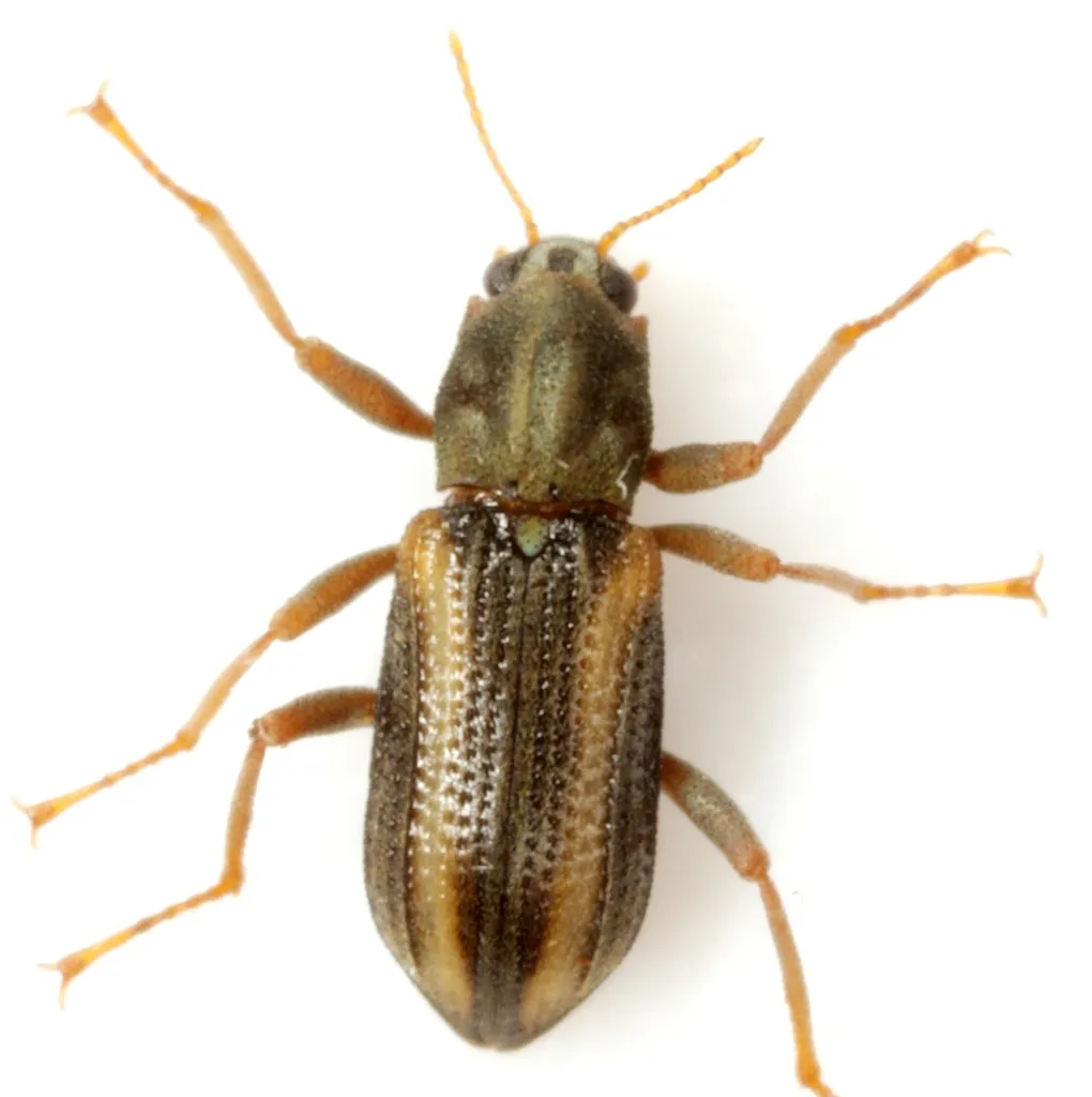 Cheryl's Riffle Beetle