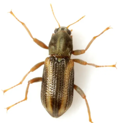 Cheryl's Riffle Beetle - photo 2