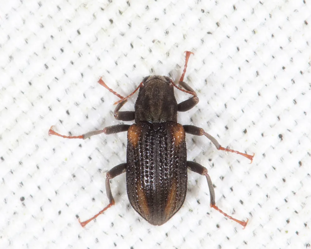 Stenelmis concinna