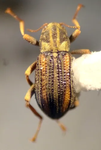 Stenelmis crenata