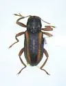 Stenelmis decorata