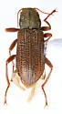 Stenelmis exigua