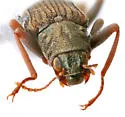 Stenelmis exigua - photo 4