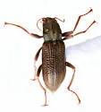 Stenelmis exigua - photo 5