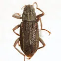 Stenelmis grossa - Stenelmis grossa