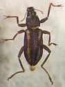 Stenelmis grossa - photo 2