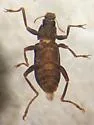 Stenelmis grossa - photo 3