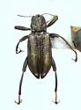 Stenelmis grossa - photo 5
