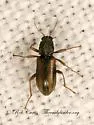 Stenelmis lateralis - photo 2