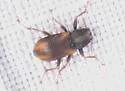 Stenelmis mirabilis - Stenelmis mirabilis