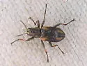Stenelmis mirabilis - photo 2