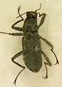 Moapa Warm Springs Riffle Beetle - photo 2