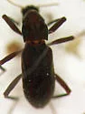 Moapa Warm Springs Riffle Beetle - photo 3