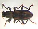 Stenelmis musgravei