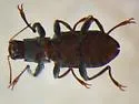 Stenelmis musgravei - photo 2