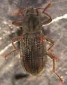 Stenelmis sandersoni