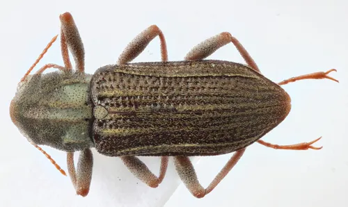 Stenelmis sexlineata - photo 2