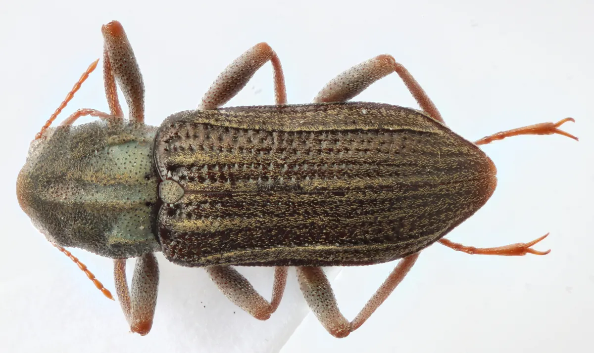 Stenelmis sexlineata - photo 3